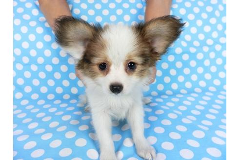 成約済の千葉県のパピヨン-75679の11枚目