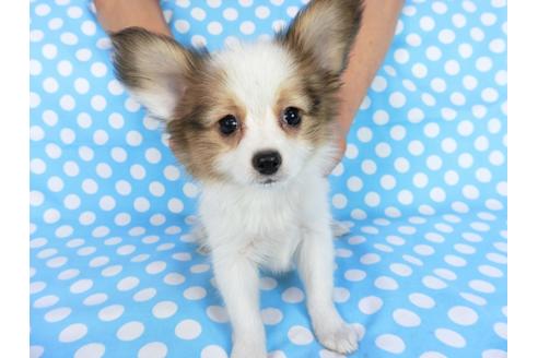 成約済の千葉県のパピヨン-75679の9枚目