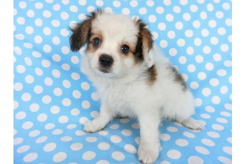 成約済の千葉県のパピヨン-75690の1枚目