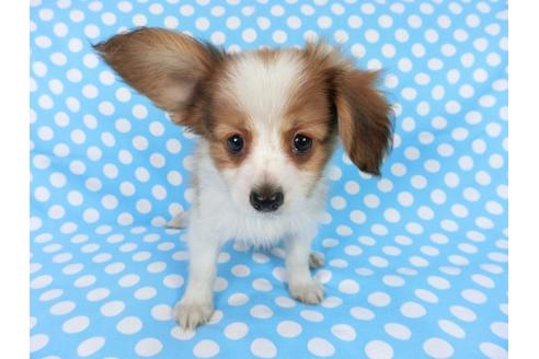 成約済の千葉県のパピヨン-75689の1枚目