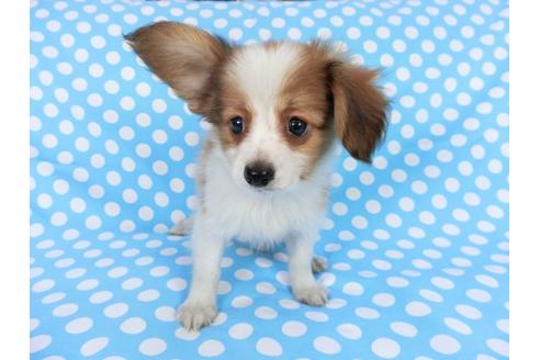 成約済の千葉県のパピヨン-75689の4枚目