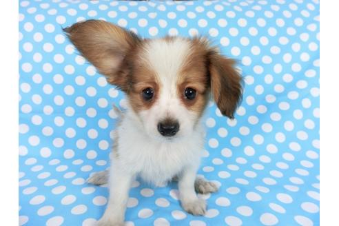 成約済の千葉県のパピヨン-75689の3枚目