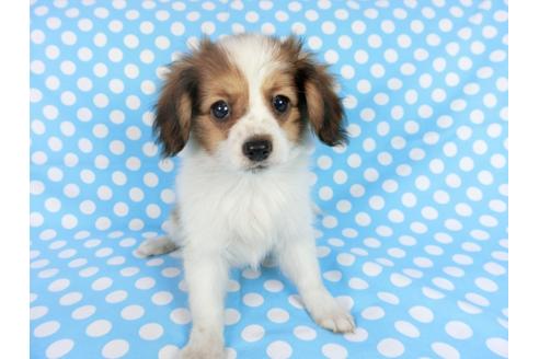 成約済の千葉県のパピヨン-75688の15枚目