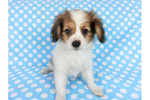 成約済の千葉県のパピヨン-75688の14枚目