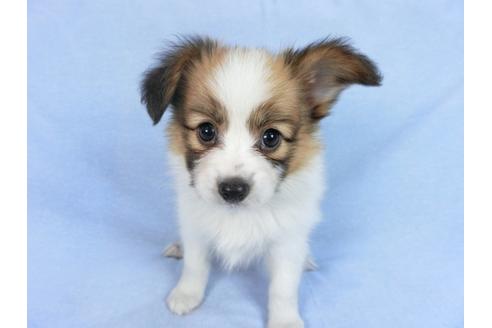 成約済の千葉県のパピヨン-75687の1枚目