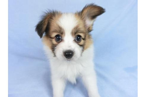 成約済の千葉県のパピヨン-75687の3枚目