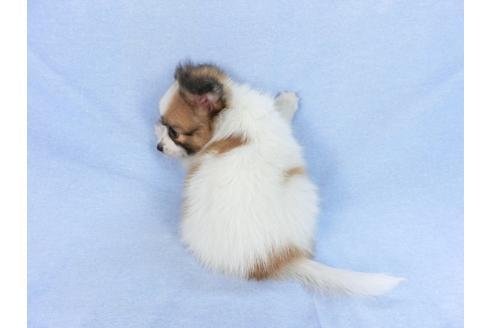 成約済の千葉県のパピヨン-75687の2枚目