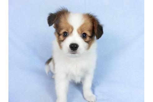 成約済の千葉県のパピヨン-75686の10枚目