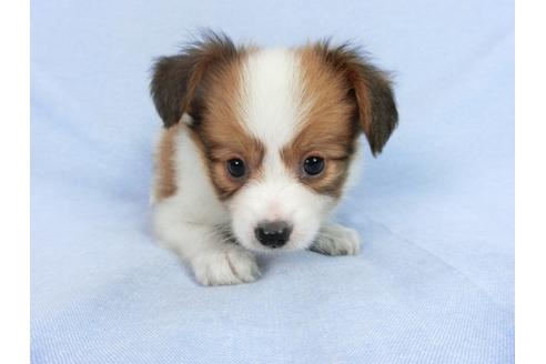 成約済の千葉県のパピヨン-75686の9枚目