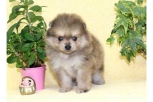 成約済の千葉県のポメラニアン-76466の4枚目