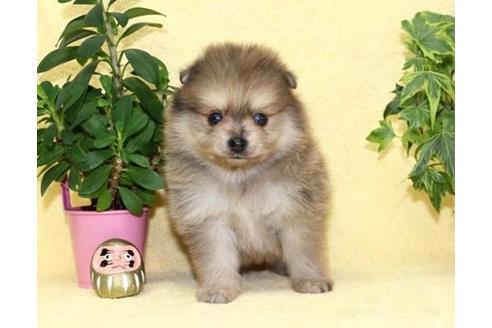 成約済の千葉県のポメラニアン-76466の2枚目
