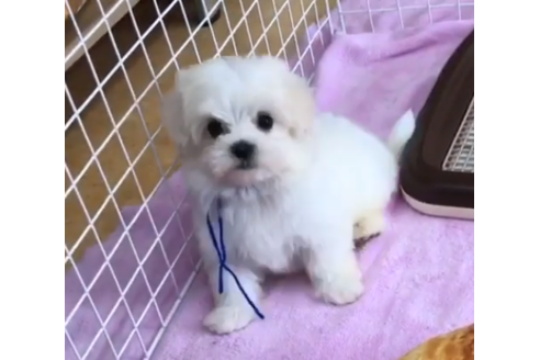 茨城県のマルチーズ 男の子 19 06 08生まれ ホワイト 子犬id ブリーダーナビ