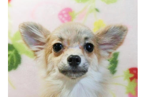 ポメチワ:ポメラニアン×チワワの子犬を探す(105ページ目 ポメチワ:ポメラニアン×チワワの子犬を探す(105ページ目