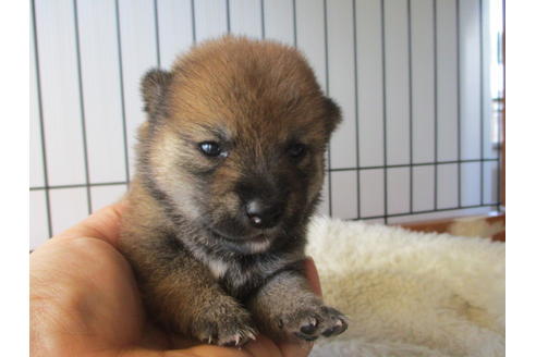 成約済の岡山県の豆柴-76518の1枚目