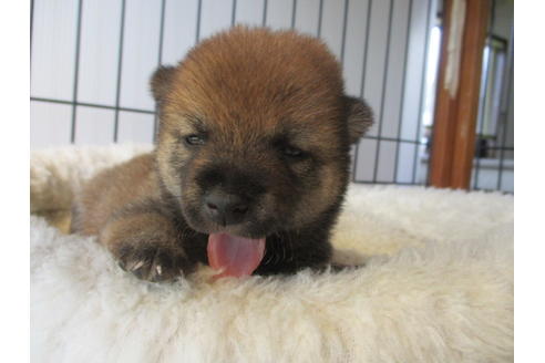 成約済の岡山県の豆柴-76518の2枚目