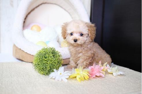 成約済の滋賀県のトイプードル-76513の1枚目