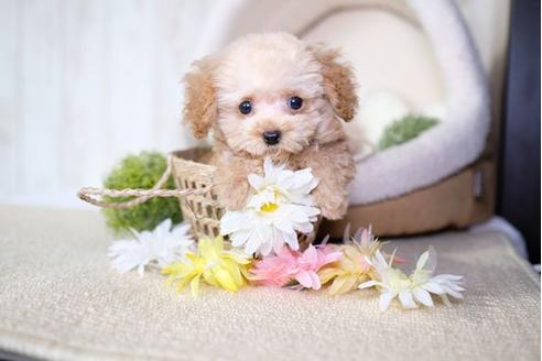 成約済の滋賀県のトイプードル-76513の3枚目