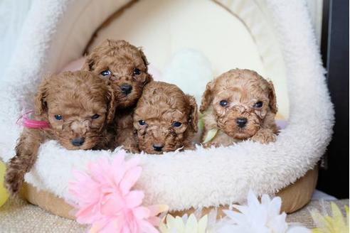 成約済の滋賀県のトイプードル-76512の2枚目