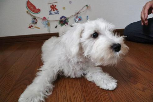 北海道のミニチュアシュナウザー 男の子 19 04 生まれ ホワイト 子犬id ブリーダーナビ