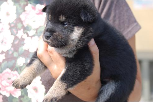 成約済の埼玉県の柴犬-76570の5枚目