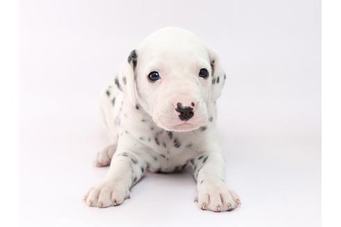 成約済の栃木県のダルメシアン-76599