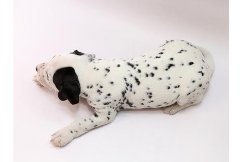 成約済の栃木県のダルメシアン-76600の3枚目