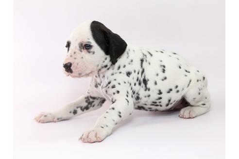 成約済の栃木県のダルメシアン-76600の2枚目