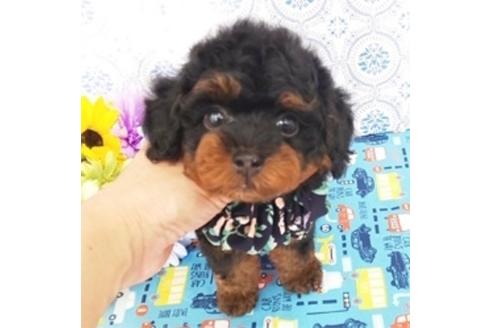 香川県のタイニープードル 男の子 2019 05 28生まれ ブラック タン 子犬id 75309 ブリーダーナビ