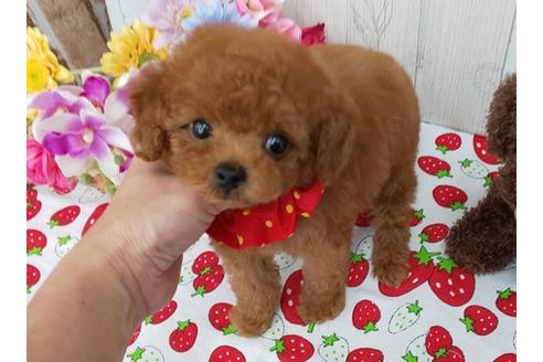 香川県のタイニープードル 女の子 19 05 28生まれ レッド 子犬id ブリーダーナビ