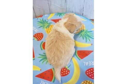 成約済の香川県のチワワ(ロングコート)-76664の8枚目