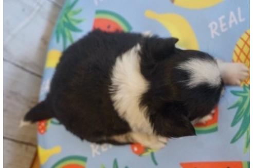 成約済の香川県のチワワ(ロングコート)-76665の4枚目