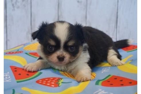 成約済の香川県のチワワ(ロングコート)-76665の3枚目
