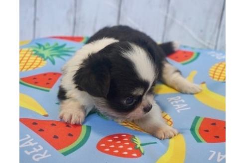 成約済の香川県のチワワ(ロングコート)-76665の2枚目