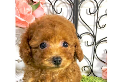 成約済の岡山県のティーカッププードル-76682の1枚目