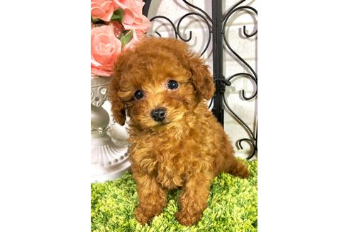 成約済の岡山県のティーカッププードル-76682の3枚目