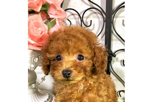 成約済の岡山県のティーカッププードル-76682の2枚目