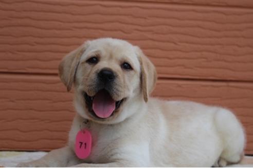 成約済の茨城県のラブラドールレトリーバー-75880