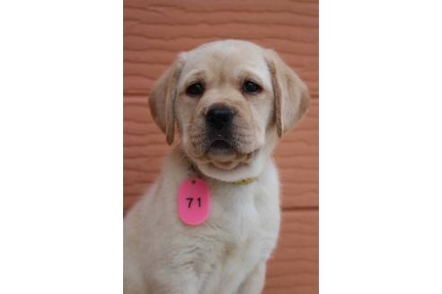 成約済の茨城県のラブラドールレトリーバー-75880の4枚目