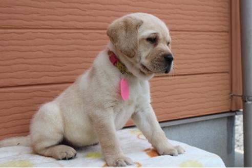 成約済の茨城県のラブラドールレトリーバー-75880の3枚目