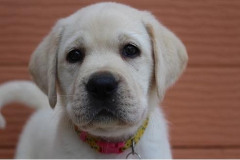 成約済の茨城県のラブラドールレトリーバー-75881の1枚目