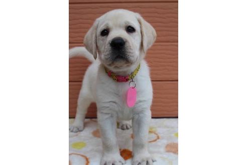 成約済の茨城県のラブラドールレトリーバー-75881の5枚目