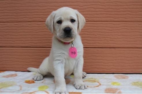 成約済の茨城県のラブラドールレトリーバー-75881の4枚目