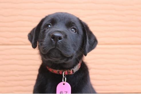 成約済の茨城県のラブラドールレトリーバー-75890の5枚目