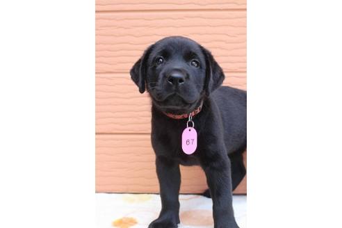 成約済の茨城県のラブラドールレトリーバー-75890の4枚目