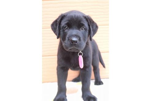 成約済の茨城県のラブラドールレトリーバー-75890の3枚目