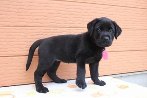 成約済の茨城県のラブラドールレトリーバー-75890の2枚目