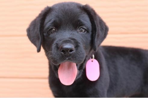 成約済の茨城県のラブラドールレトリーバー-75901