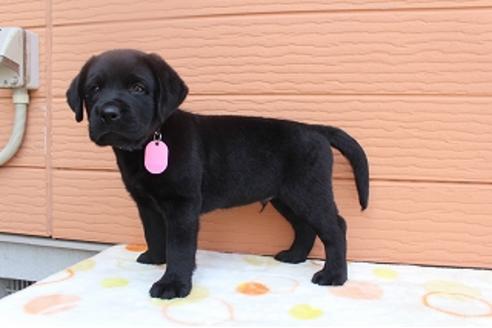 成約済の茨城県のラブラドールレトリーバー-75901の4枚目