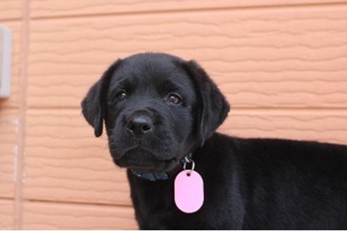 成約済の茨城県のラブラドールレトリーバー-75901の3枚目