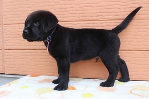 成約済の茨城県のラブラドールレトリーバー-75901の2枚目